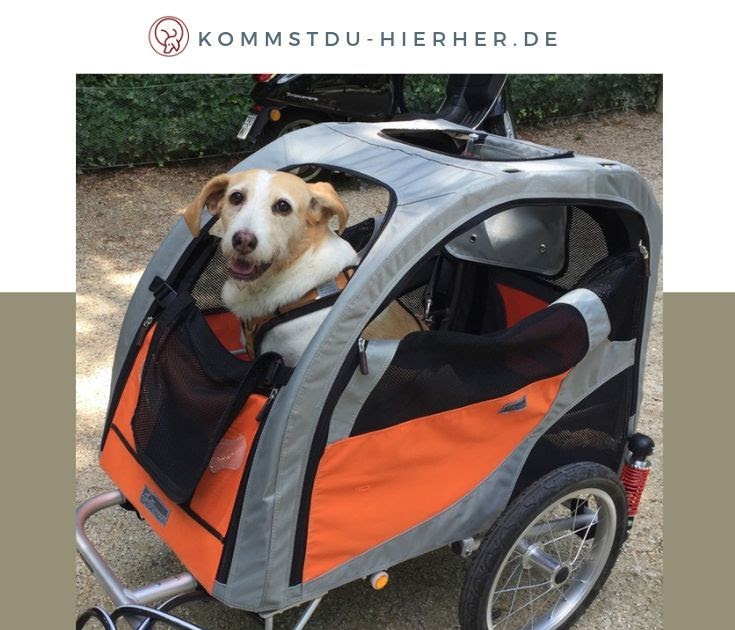 fahrradanhänger hund und kind