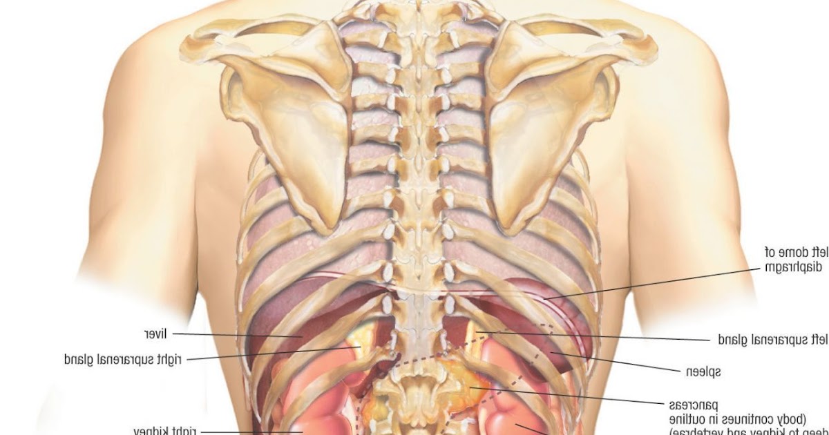 Болит спина и левое ребро. Что слева под ребрами. Органы справа под ребрами.
