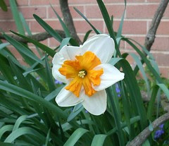 Daffodil 9