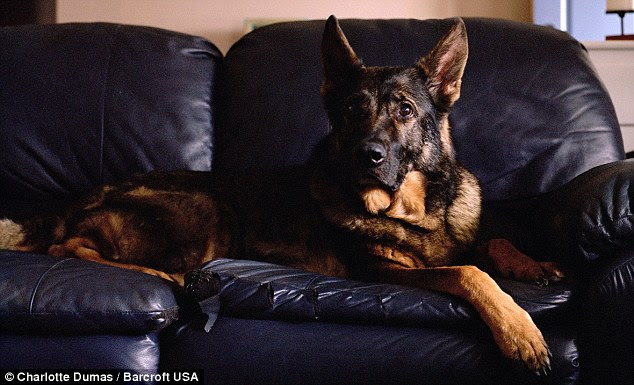 Kaiser, 12, pictured at home in Indianapolis, Indiana was deployed to the World Trade Center September 11, 2001, and looked for people in the rubble