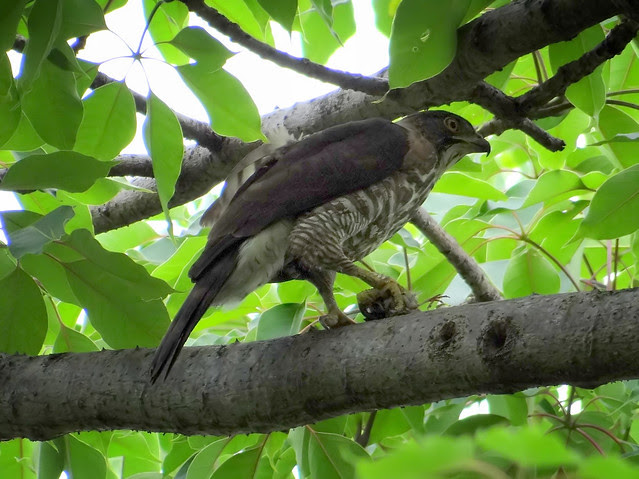 鳳頭蒼鷹/無限台南