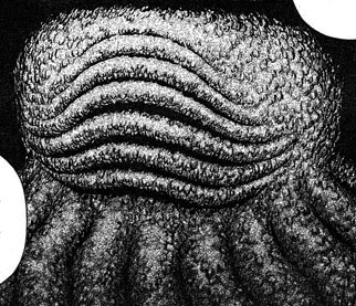 Berserk Sea God / Beruseruku) is a japanese manga series written and