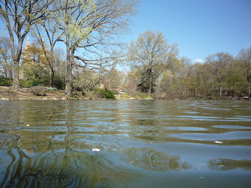 From a Spring Walk in Central Park