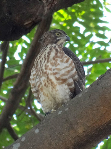 鳳頭蒼鷹/無限台南