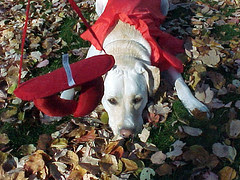 Devil_Dog_10_02f