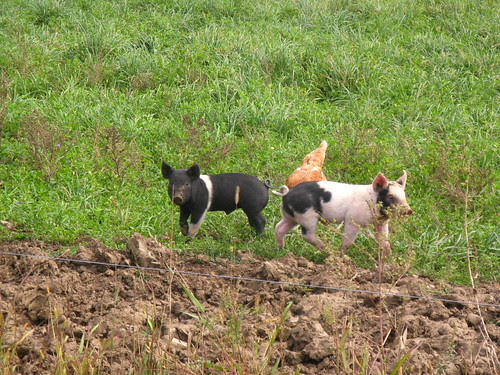 Hammy's babies