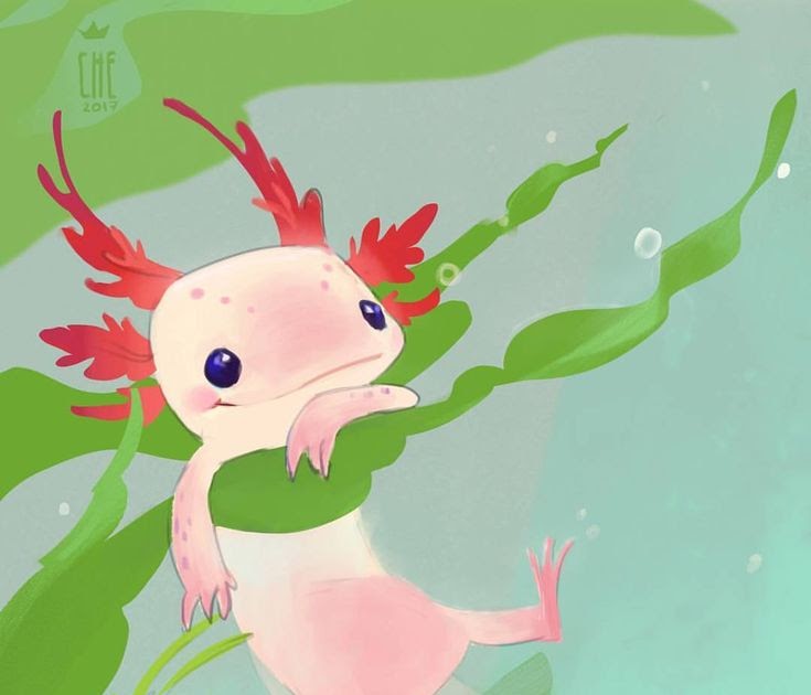 Top How To Draw A Axolotl  Check it out now 