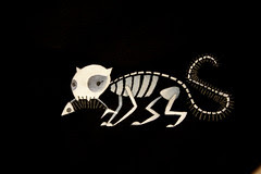 Skelly Cat Closeup
