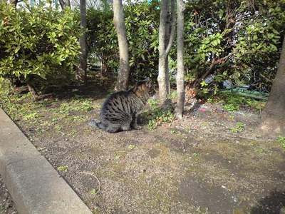 三軒茶屋の野良猫