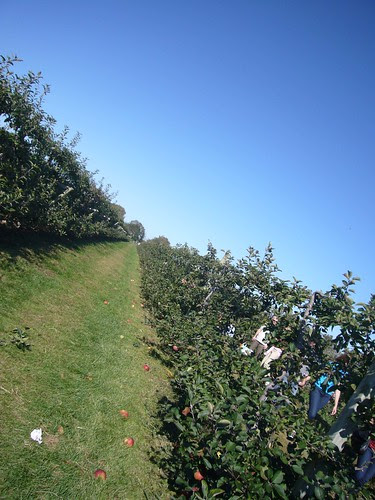 no apples