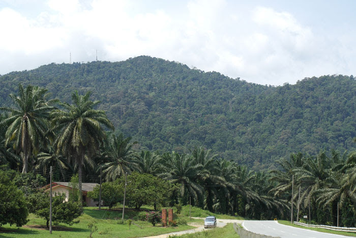 Gunung Pulai in Johor Rainforest Journal Gunung Pulai in Johor Rainforest Journal