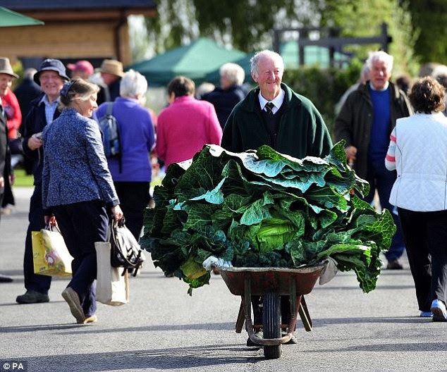 Prolific: Mr Glazebrook wheels one a giant cabbage during a garden show