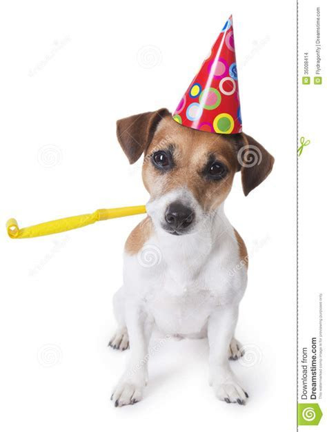 Happy Birthday Dogs And Cats Cute Cat Dog Litle Pups Happy Birthday Dogs And Cats Cute Cat Dog Litle Pups