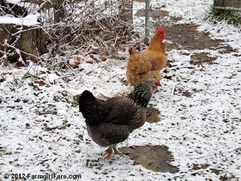 Chickens on snow 6 - FarmgirlFare.com