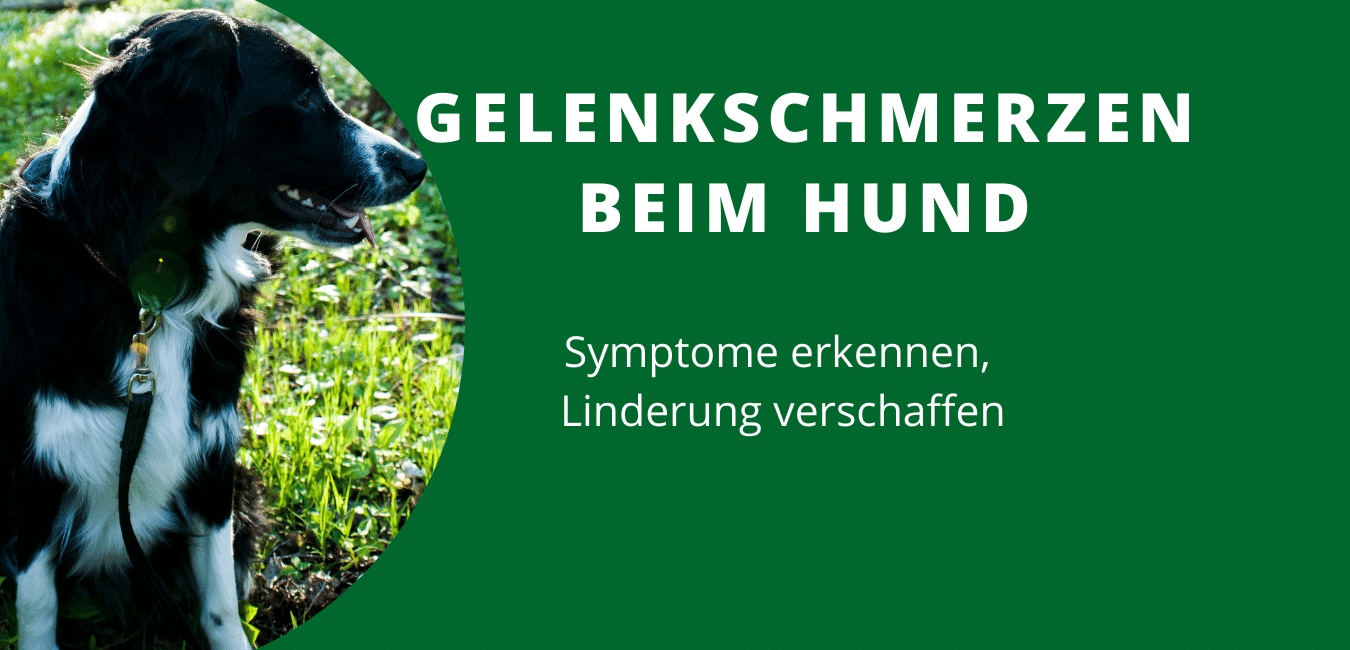 Prellung Beim Hund Symptome Captions Update Trendy