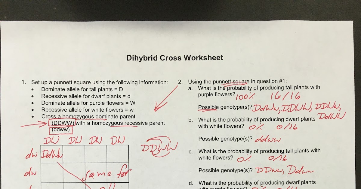 Chapter 10 dihybrid cross worksheet