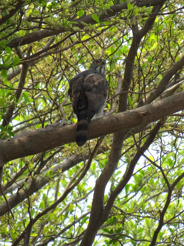 鳳頭蒼鷹/無限台南