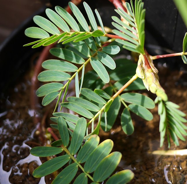食べられる水草 ミズオジギソウ ビオトープの水生植物