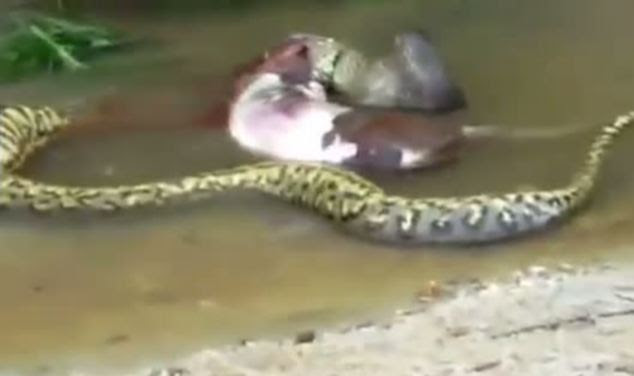 Writhes: The anaconda turns in the water as it forces the animal from its body