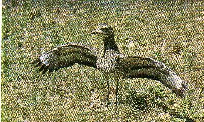 Pg9-4, DIKKOP (THICK-KNEED PLOVER)