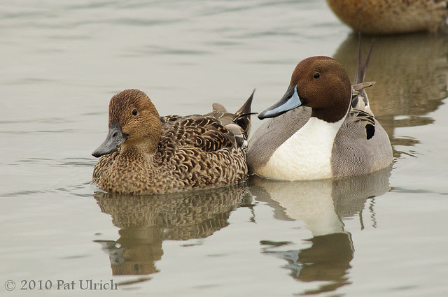 Nothern pintail couple - Pat Ulrich Wildlife Photography