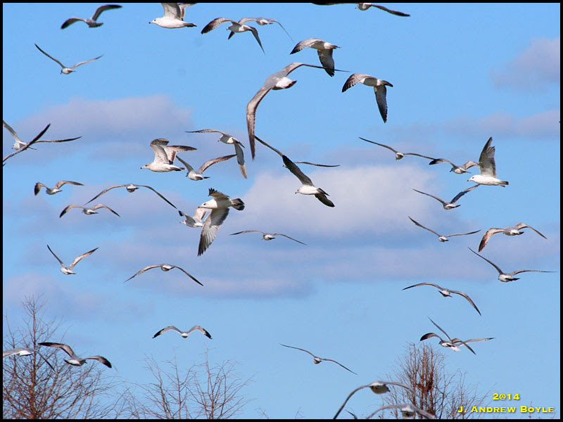 Ring-billed Gull Ring-billed Gull