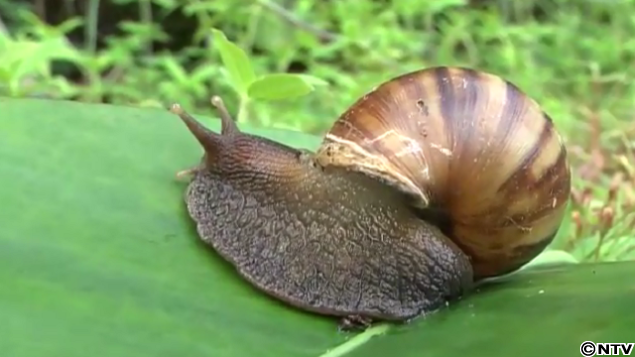 すべての花の画像 ぜいたくハワイ 生き物 危険