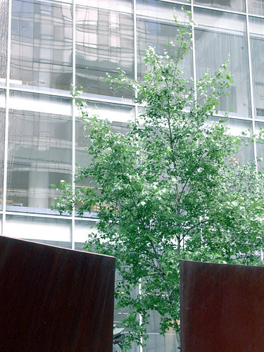 Serra at MoMA