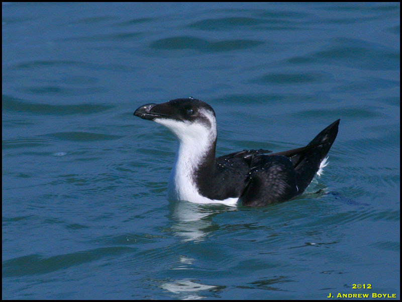Razorbill Razorbill
