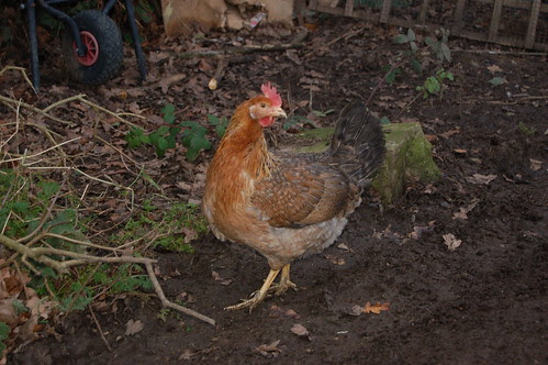 new hens Jan 13 3