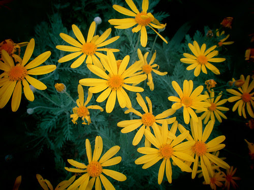 Yellow Daisy