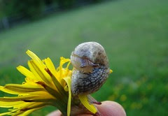 Shy slug