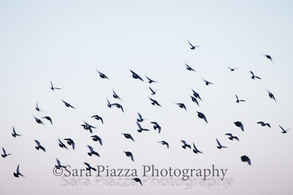 Edgartown News, spring snow, sara piazza photography