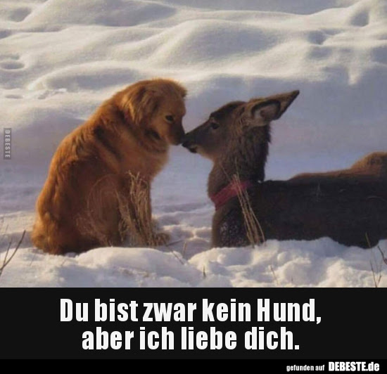 Sprüche bild Spruche Uber Hunde Und Liebe