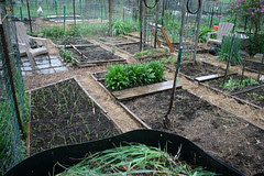 spring garden plot 019