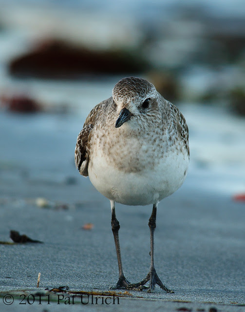 Black-bellied plover - Pat Ulrich Wildlife Photography