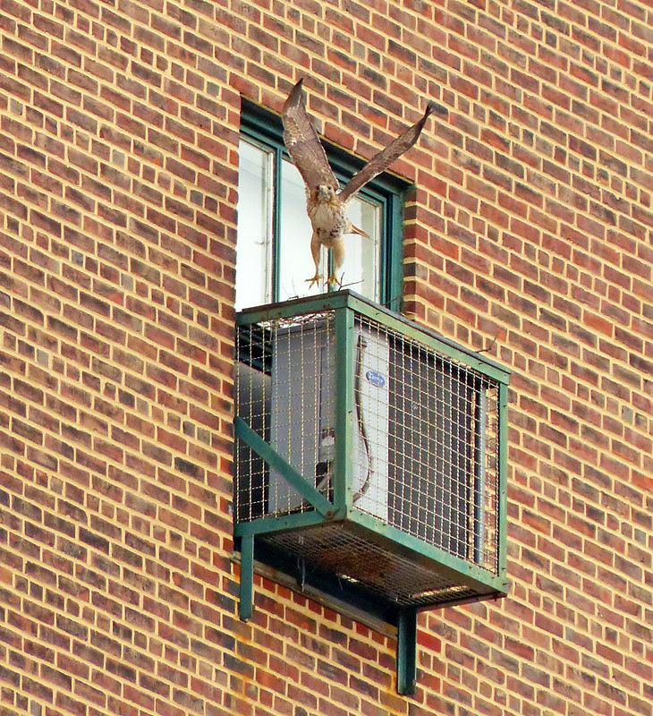 Adult red tail building a nest on the Christodora