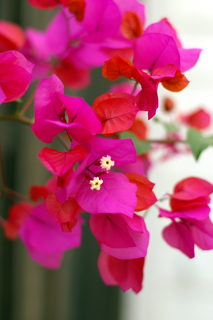 Pentax FA 50 f/1.4 Test Shot
