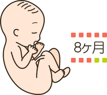 トップコレクション 胎児 成長 イラスト 写真素材 フォトライブラリー