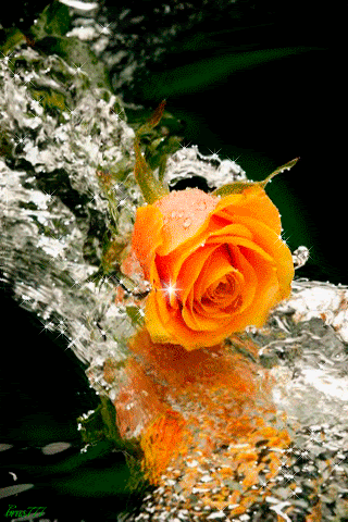 Роза в потоке воды