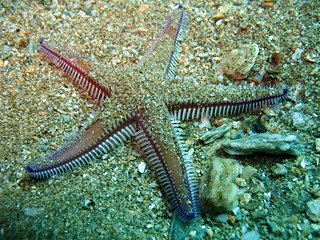 Astropecten