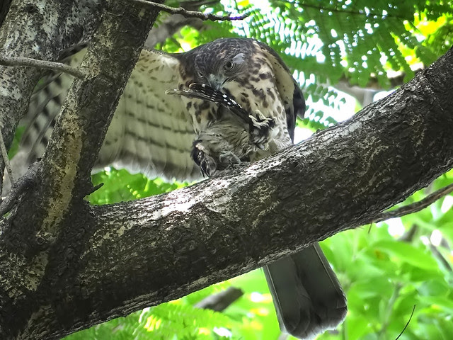 鳳頭蒼鷹/無限台南