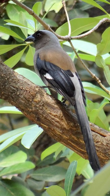 鳳頭蒼鷹/無限台南