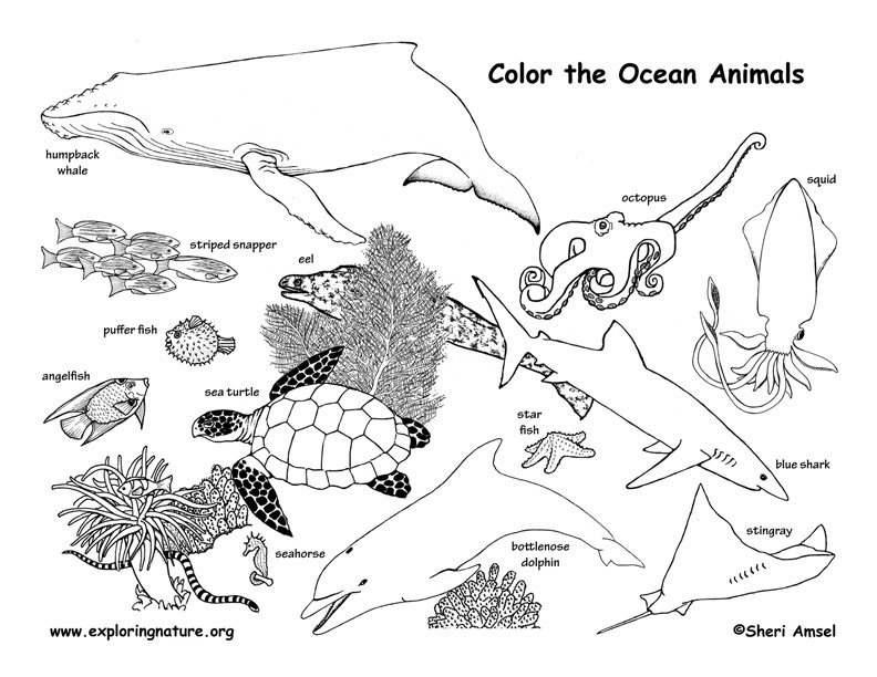 Ocean Animals Coloring Page Coloring Pages