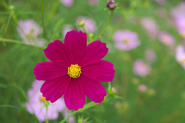 無料壁紙 秋の花