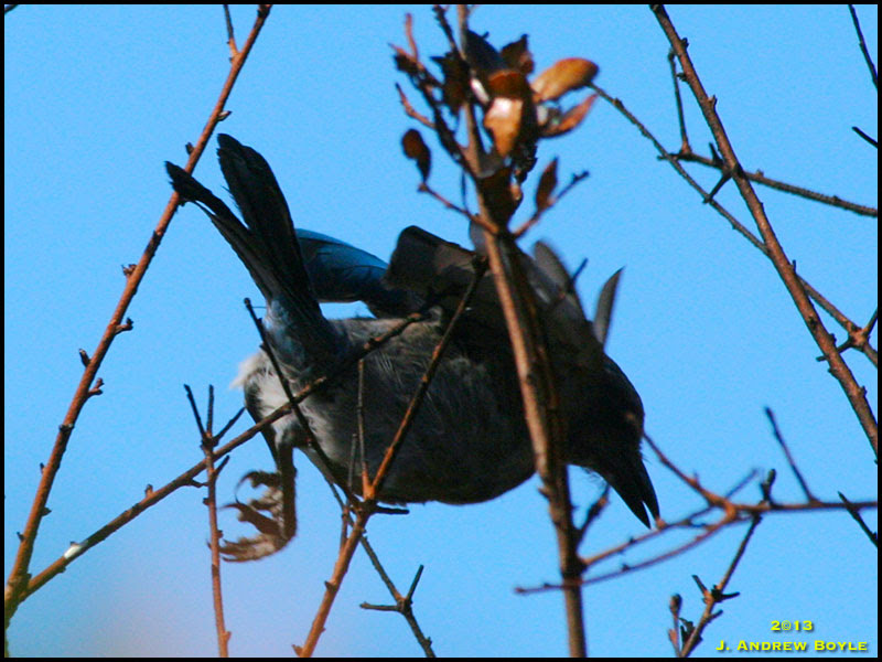 Florida Scrub Jay Florida Scrub Jay