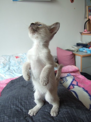 Dancing kitten by ♥Destiny♥.