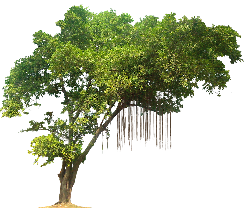 25+ Trend Terbaru Background Pohon Png - Gambar Keren