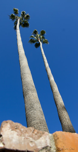 Downey palm trees