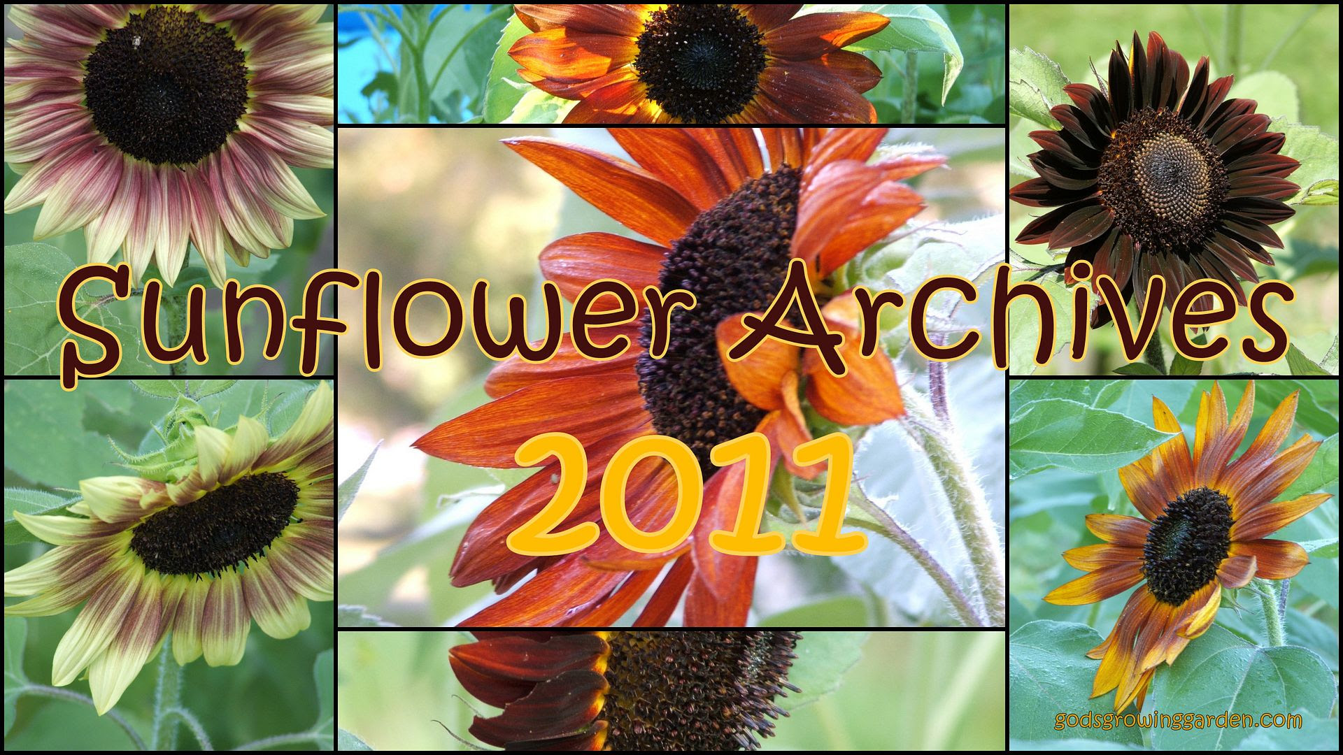 Sunflowers by Angie Ouellette-Tower for godsgrowinggarden.com photo BlogStuff_zpsb3070f3e.jpg